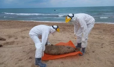 Xəzər sahillərində 130 suiti ölüsü tapıldı