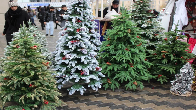Bakıda yolkalar neçəyə satılır?  - QİYMƏTLƏR - VİDEO