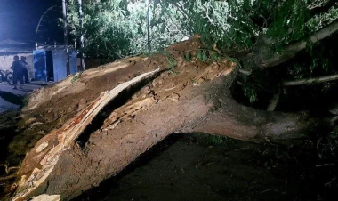 Xırdalanda külək ağacı avtomobilin üzərinə aşırdı - VİDEO