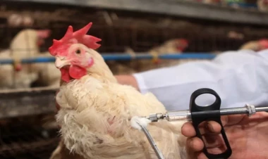 İlin 300 günü yumurtlayan toyuqlar