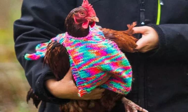 Maraqlı toyuq geyimləri - FOTO