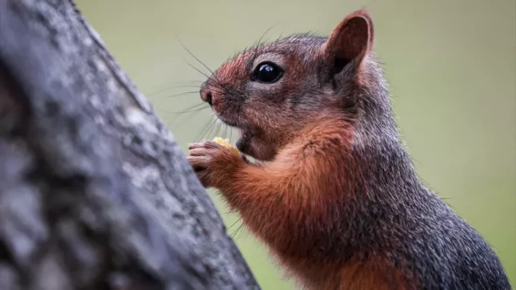 Yaponiya onları öldürmək üçün 