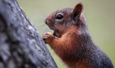 Yaponiya onları öldürmək üçün 