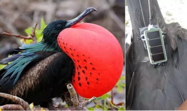 Bu quşlar alimlər üçün kəşfiyyatçılıq etdilər - FOTO