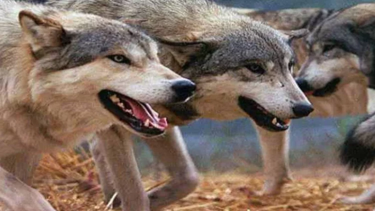 Ucarda canavar təhlükəsi: Sakinlər narahatdır - VİDEO