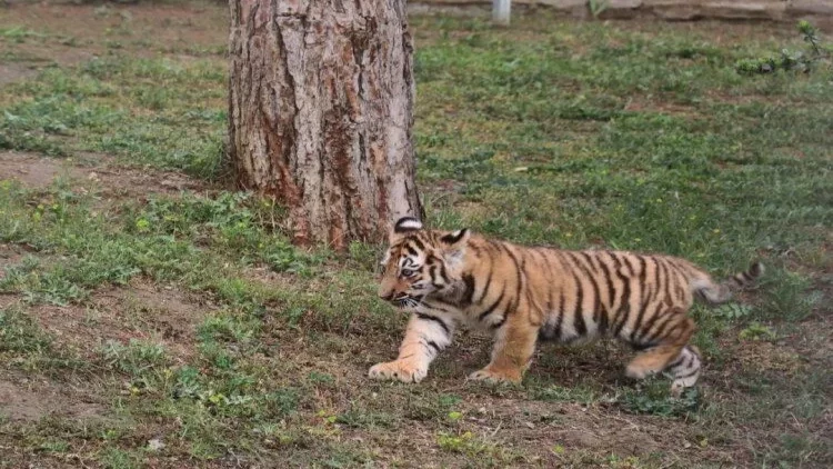 Pələng iki iti parçalayıb öldürdü, birini...
