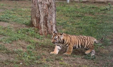 Pələng iki iti parçalayıb öldürdü, birini...