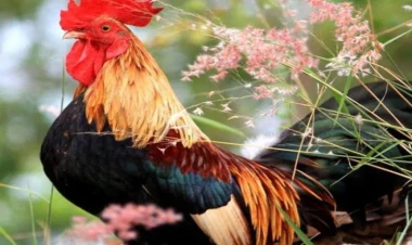 Fransada xoruzların banlamaq hüququ tanındı - Qanun