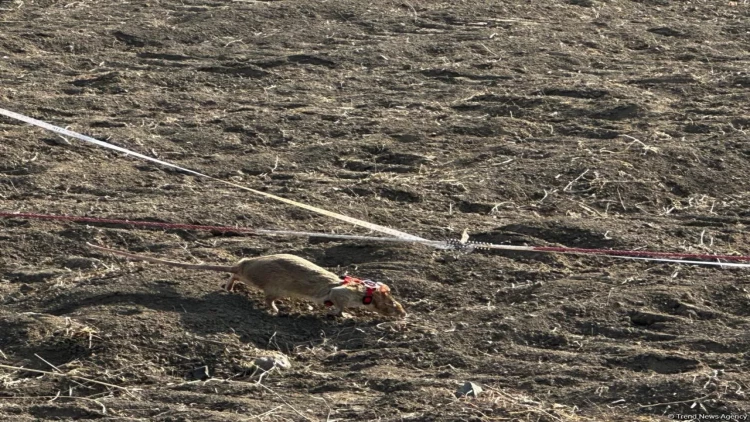 Minalar siçovullarla belə təmizlənir - FOTO