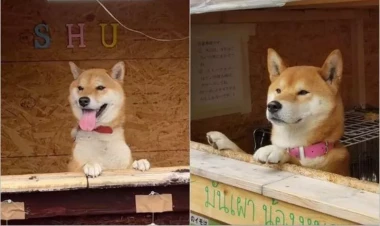 Satıcısı “Şu” ləqəbli it olan dünyanın ən qeyri-adi mağazası: Yaponiyadan təəccüblü mənzərə - VİDEO