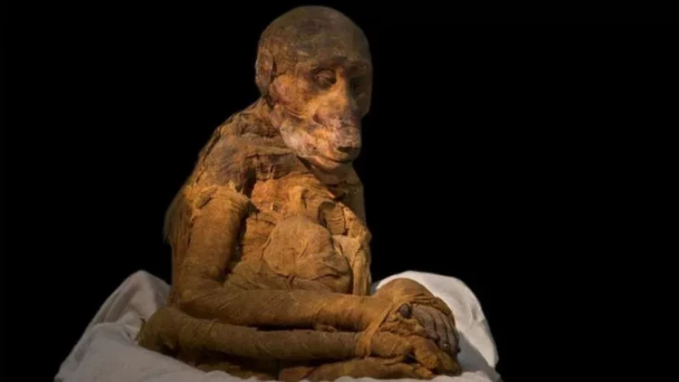 Qədim misirlilərin müqəddəs hesab etdikləri heyvanlarla qəddarcasına davrandıqları məlum oldu - FOTO