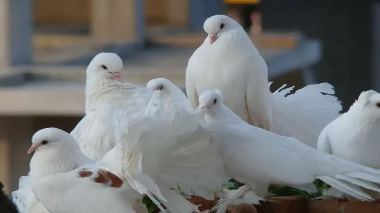 Göyərçini vuraraq öldürən taksi sürücüsü tutuldu