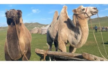 2024-cü ili “Dəvəkimilər İli” elan edildi