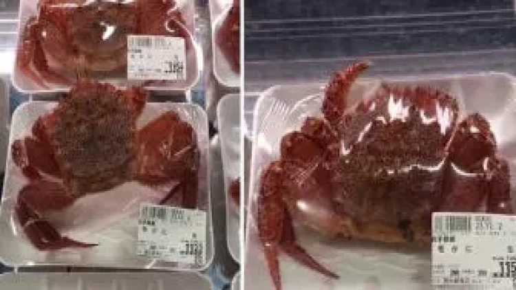 Marketdə satılan xərçəng canlandı - VİDEO