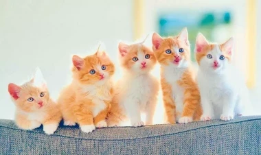 Siyəzəndə qadın himayəsinə götürdüyü pişikləri yandırıb? - RƏSMİ AÇIQLAMA