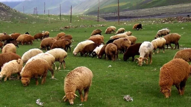Aranda böyüyən qoyunun əti niyə dağlıq ərazidəki heyvanın ətindən ləzzətlidir? - ARAŞDIRMA