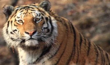 Kənd sakinləri pələngi döyərək öldürdülər