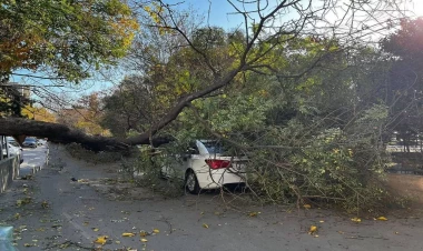 Bakıda külək ağacı maşının üzərinə aşırdı - FOTO