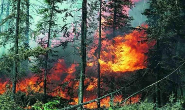 İsmayıllıda meşəyə yaxın ərazidə yanğın olub