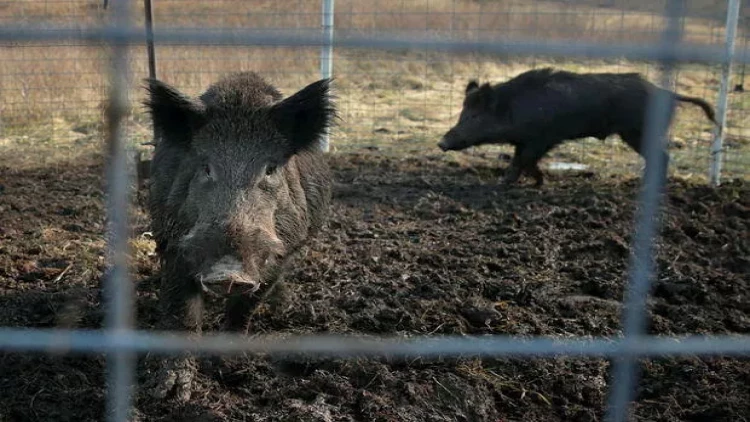 ABŞ Kanadanın donuzlarından qorxuya düşdü - Səbəb - FOTO
