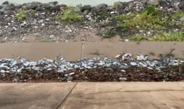 Xəstəlik daşıyan minlərlə siçovul şəhərə hücum etdi