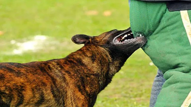 Zaqatalada it bir gündə 7 nəfərə xəsarət yetirdi