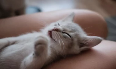 Pişiklə oynayan uşaq öldü - Səbəb təəccübləndirir