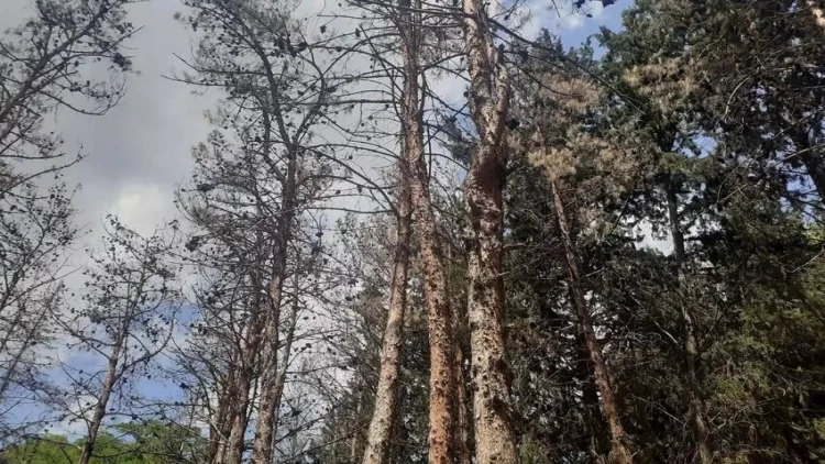 Bakıda bir neçə ərazidə ağaclar kütləvi quruyur