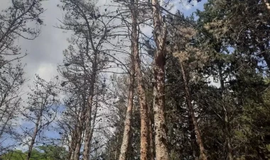 Bakıda bir neçə ərazidə ağaclar kütləvi quruyur