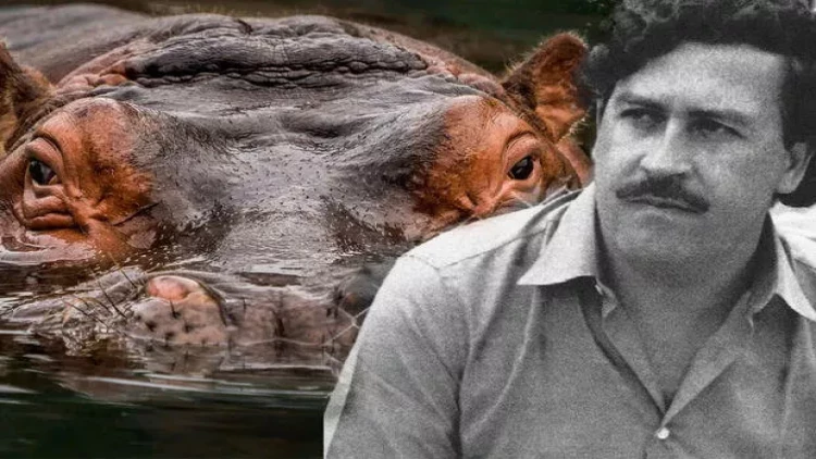 Eskobarın “yaxşılığı” Kolumbiyaya bəla oldu - FOTO