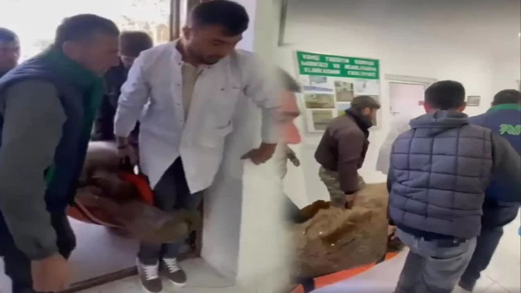 Azərbaycanda ayını xərəkdə həkimə çatdırdılar - VİDEO