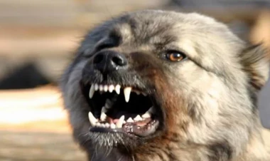 Prezidentin iti qonağı dişlədi - VİDEO - FOTO