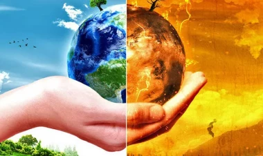 İqlim dəyişikliyinin meşələrə təsiri: