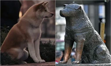 Yaponlar dünyaca məşhur itin heykəlinə ev tikdilər - FOTOlar