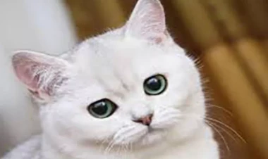 Pişiklər üçün kruiz marşrutu