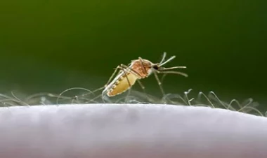 Allah ağcaqanadı niyə yaradıb?