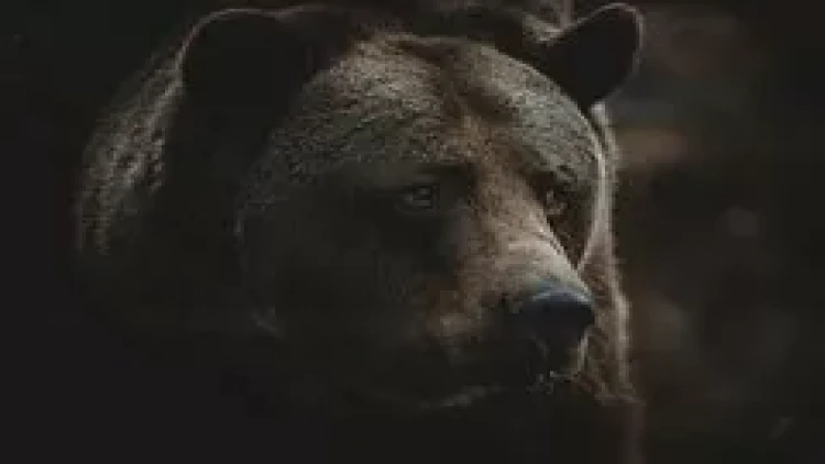 Ayı gənc alpinisti yedi