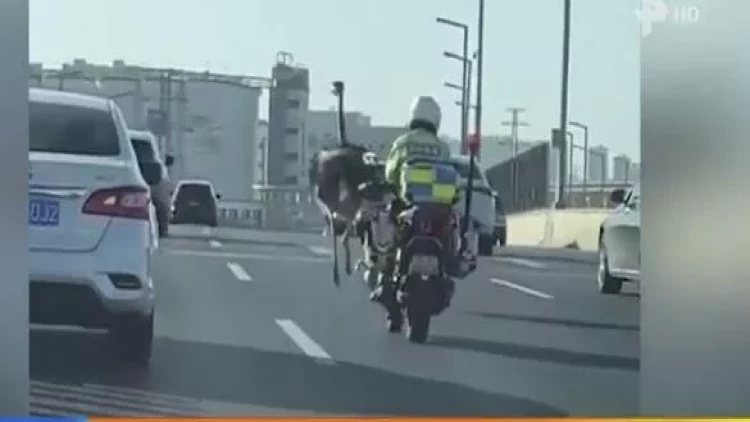Polis zooparkdan qaçan dəvəquşunu belə tutdu - VİDEO