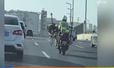 Polis zooparkdan qaçan dəvəquşunu belə tutdu - VİDEO