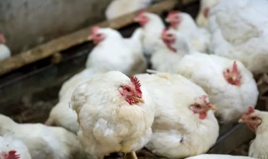 Bu ölkədən Azərbaycana quş ətinin gətirilməsinə məhdudiyyət qoyuldu