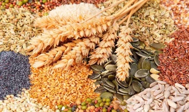 Elit toxumların satış qiymətinin yuxarı həddi artırıldı