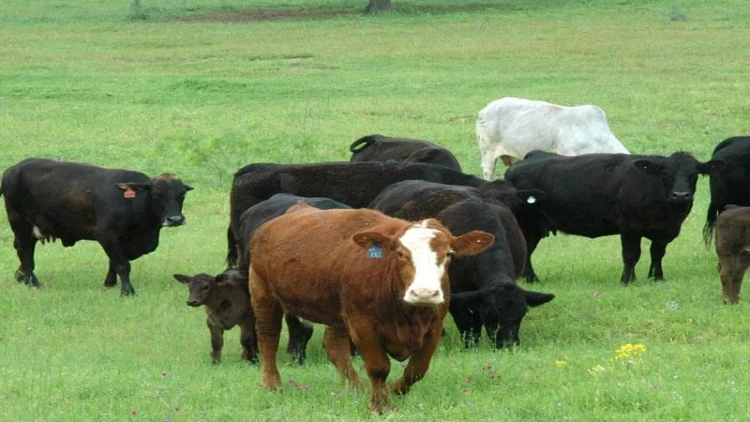 Ucarda 50 başdan çox iribuynuzlu heyvan tələf olub