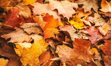 Yarpaqların tökülməsi insan sağlamlığına TƏHLÜKƏLİDİR