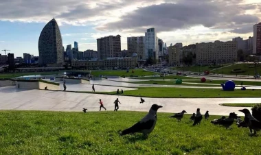 Bakıda qarğalar niyə çoxalıb? - Alim səbəblərini açıqladı