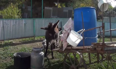 Ağstafa sakinləri suyu bu üsulla gətirirlər - VİDEO