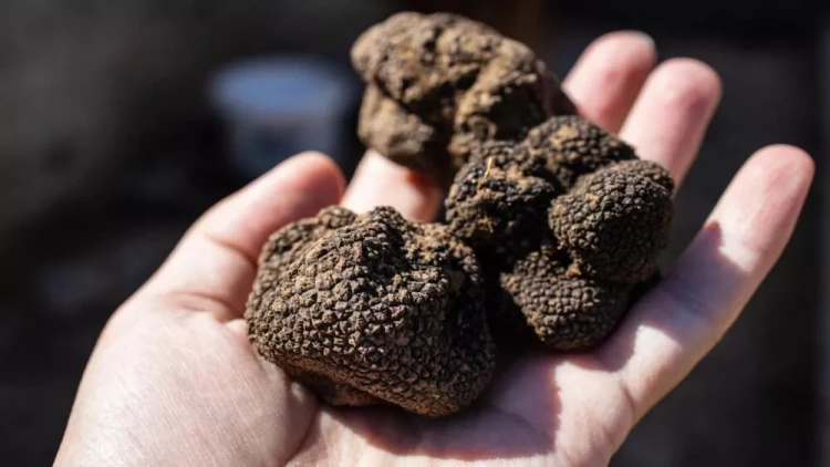 Kiloqramı 3 min avroya satılır