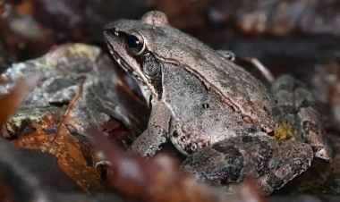 Cütləşmək istəməyəndə özlərini ölülüyə vurur - QƏRİBƏ ARAŞDIRMA
