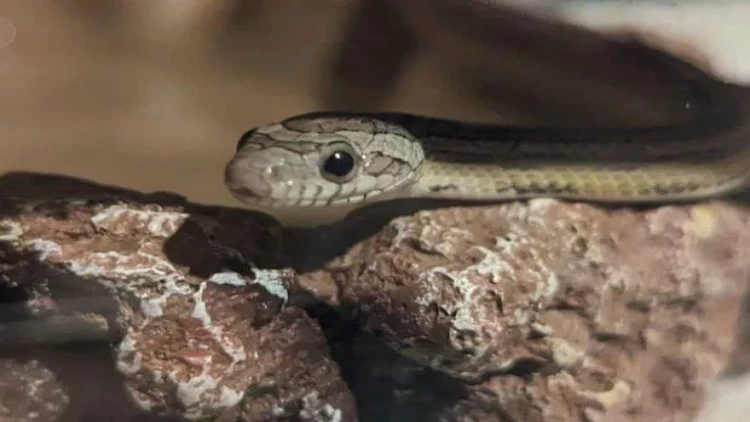 Evdən gedən ilan bir ildən sonra sahibinin yanına döndü - FOTO