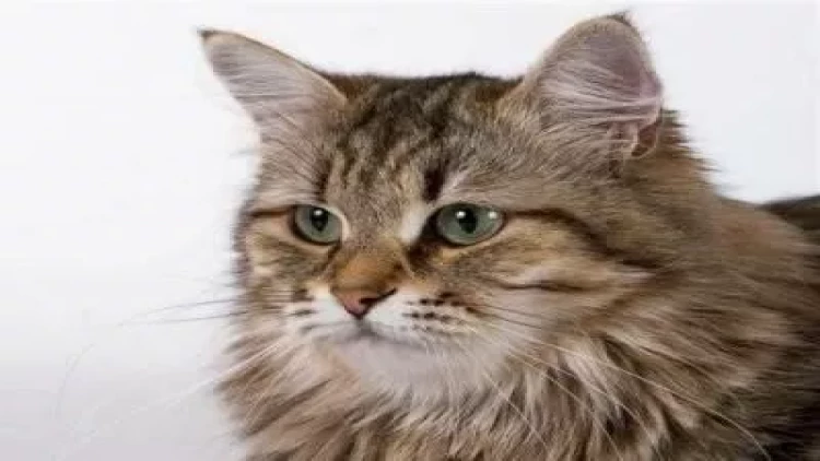 Alimlər təsdiqlədi: Pişiklər təkamülün zirvəsindədirlər