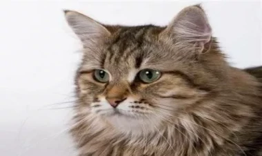 Alimlər təsdiqlədi: Pişiklər təkamülün zirvəsindədirlər